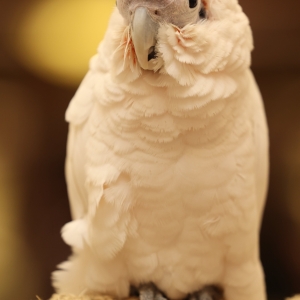 lorem-ipsum-has-been-th-standard